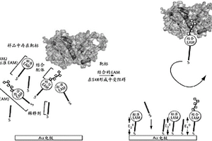 使用峰曲线的生物电子结合测定
