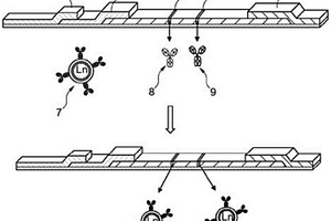 使用光致发光无机纳米颗粒的毛细作用测试