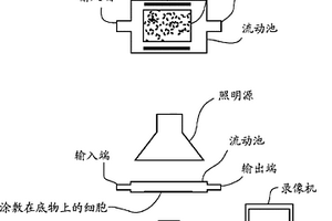 用于确定测试物质对活细胞作用的高通量光学方法及系统