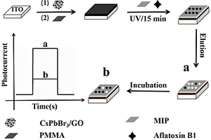 基于CsPbBr<sub>3</sub>/GO同型异质结构的分子印迹光电化学传感器及其制备方法和应用