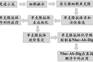 抗Dig的抗体及其在测序中的应用