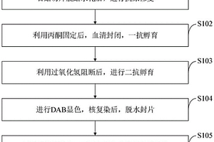 猪不同部位脂肪组织交感神经免疫组织化学染色优化方法
