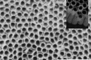 合金氧化物纳米管阵列上固定的肌红蛋白电化学生物传感器的制备方法及其应用