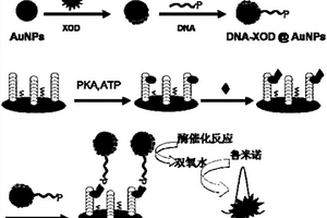 双信号放大电化学发光生物传感器的制备方法及应用