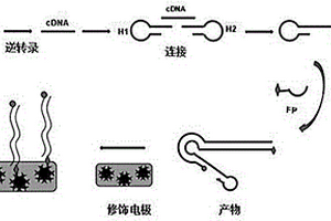 基于连接环介导等温扩增法快速检测肿瘤相关microRNA的方法