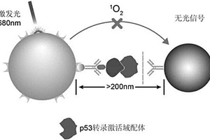 检测细胞内与p53转录激活域相互作用蛋白的方法