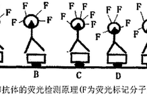 多种生物活性物质同时进行荧光定量检测的方法