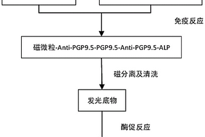 定量检测UCHL-1的试剂盒及其应用