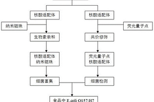 基于核酸适配体、纳米粒子和量子点标记检测食源性肠道致病菌O157：H7的方法