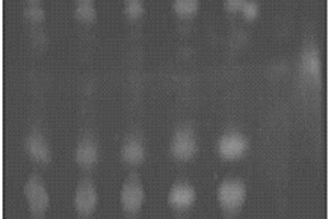 黄精、桑叶和玉竹配伍药物组合物质量检测方法