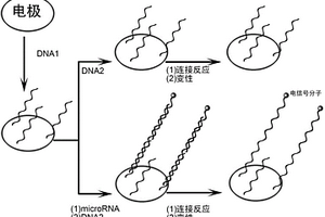 检测待测液中microRNA含量的方法