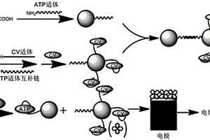 基于磁珠分离和DNA标记金纳米粒子探针检测ATP含量的方法