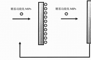 检测细菌毒素的糖基功能化分子印迹膜电极的制备方法及应用