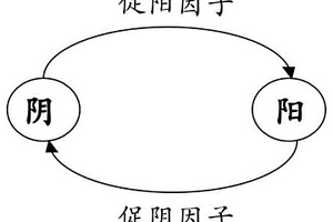 基于阴阳循环结构模型的中药化学成分配伍方法