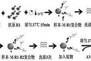 抗SS-A(Ro60)抗体试剂盒及其检测方法