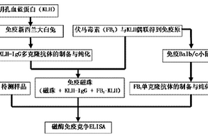 基于免疫磁珠联合酶联免疫吸附试验检测伏马毒素的方法