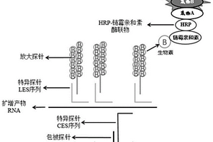 肺炎支原体和肺炎衣原体核酸联合检测试剂盒及其应用