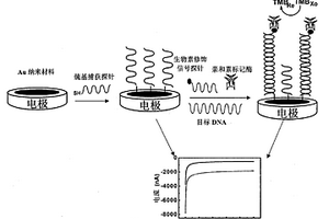 检测急性早幼粒细胞白血病PML/RARα融合基因的纳米生物传感器