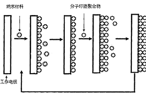 检测细菌毒素的纳米增效糖基功能化分子印迹膜电极的制备方法及应用