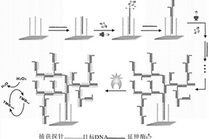 基于末端延伸酶构建超分子DNA网的方法及其在DNA检测中的应用