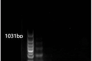 基于适配体与滚环扩增的外泌体检测方法