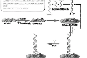 基于熵驱动转录因子电化学发光生物传感器构建及应用