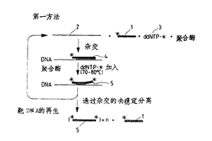 DNA检测法