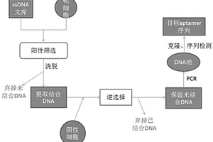 特异性结合PDL1的核酸适配体及其应用