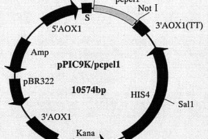 辣椒疫霉果胶裂解酶PCPEL1基因、蛋白制备方法及其应用