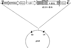 嵌合G蛋白基狂犬疫苗