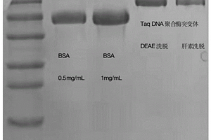 Taq DNA聚合酶突变体及其制备方法和应用