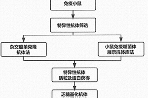 新型血清特定糖蛋白的抗体制备方法