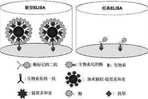 新型超灵敏性ELISA方法的建立