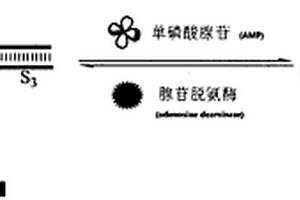 以单磷酸腺苷和腺苷脱氨酶为激发物的电致发光逻辑门