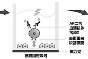 磁细胞及其制备方法和应用