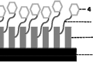 基于纳米孔膜的生物敏感分子修饰电极的制备方法