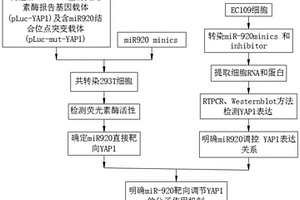 miR-920靶向YAP1在食管鳞癌化疗耐药中的机制方法