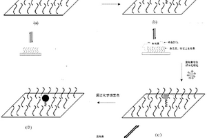 基于纳米钯标记的基因芯片显色方法