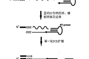 转录组测序文库快速构建方法及其应用