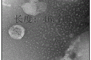 高表达miR-146a-5p的外泌体抑制THP-1分化的方法