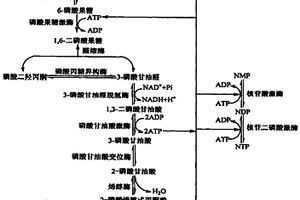 核苷三磷酸的制备方法
