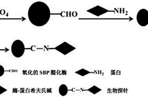 采用大豆过氧化物酶偶联蛋白分子制备生物探针的方法