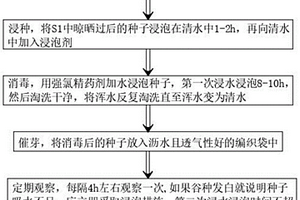 水稻种子催芽方法