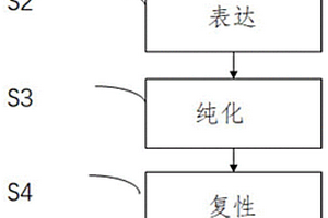 2019新型冠状病毒刺突蛋白受体结合结构域蛋白及应用