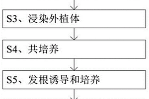 基于发根农杆菌介导的桉树转基因方法