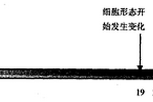 牛诱导性多能干细胞诱导方法