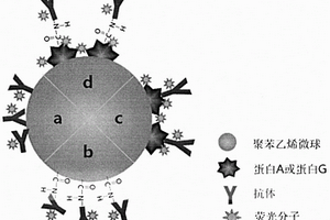 抗体取向修饰的荧光微球探针的制备方法及在免疫层析中的应用