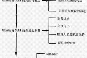 鲤鱼糖转运载体蛋白Sglt1兔抗血清的制备方法