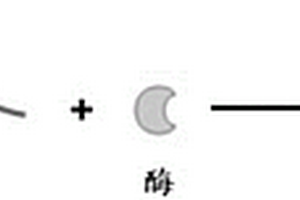 基于光敏生物高分子负载酶制备生物传感器的方法