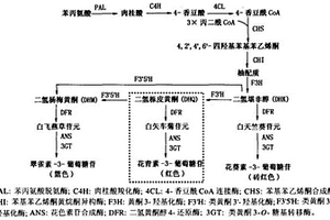 筛选转基因植物的组合物和方法